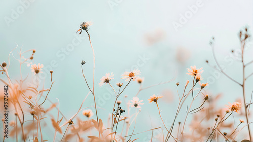 Wildflowers against the sky
