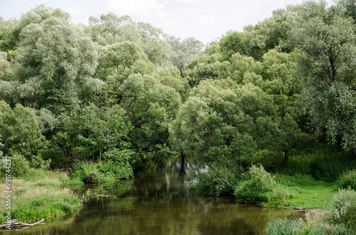 Landscape with river and trees in the summer. Nature composition.