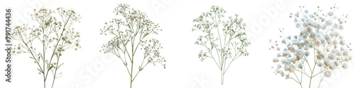 Common baby's-breath  Hyperrealistic Highly Detailed Isolated On Transparent Background Png File photo