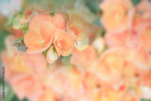 アザレアの花をモチーフにした背景素材