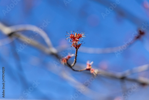 Bourgeon, fleur d'érable rouge