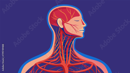 An anatomical drawing of the neck demonstrating the delicate nerves and vessels that can be disrupted during a knockout.