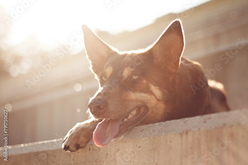 Εκτύπωση καμβά australian kelpie dog lying on stairs outdoors in the summer close up head portr