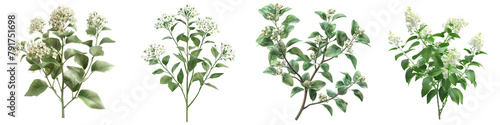 Heliotropium arborescens plants   Hyperrealistic Highly Detailed Isolated On Transparent Background Png File photo