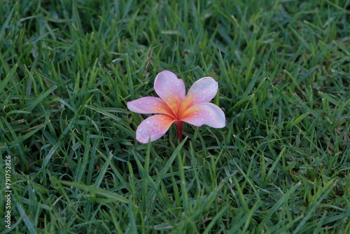 pink flower in green grass. natural background with pink and green color