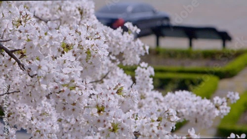 Sakura, Cherry blossom slow motion in spring
Focus pull2 photo