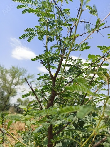 tree, sky, nature, spring, branch, leaf, leaves, plant, blue, flower, trees, summer, garden, branches, blossom, foliage, sun, bloom, forest, blooming, season, apple, beauty, growth, flora, green,