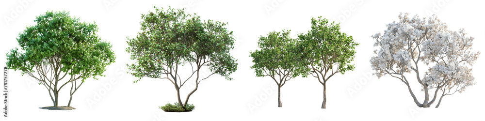 Korean Stewartia trees  Hyperrealistic Highly Detailed Isolated On Transparent Background Png File