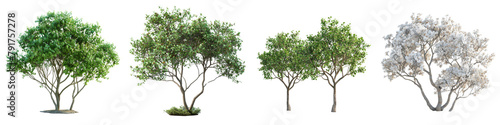 Korean Stewartia trees Hyperrealistic Highly Detailed Isolated On Transparent Background Png File
