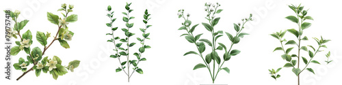Larrea-cuneifolia plants Hyperrealistic Highly Detailed Isolated On Transparent Background Png File