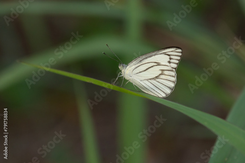 Butterfly hold on the grass with blur background focus. Beautiful background nature.