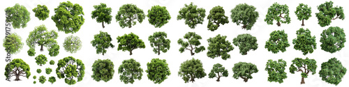 Oak Tree collection with realistic style from top view   Hyperrealistic Highly Detailed Isolated On Transparent Background Png File