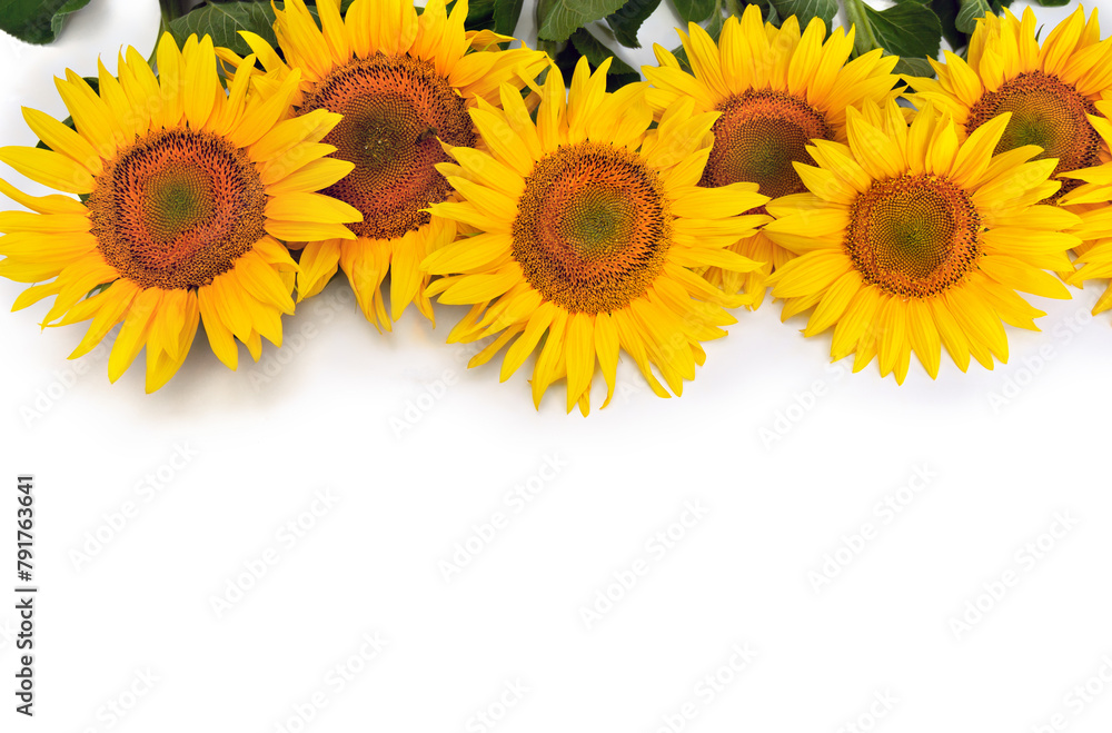 Naklejka premium Yellow flowers sunflower ( Helianthus annuus ) with green leaves on white background with space for text. Top view, flat lay
