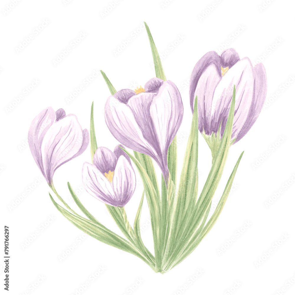 Naklejka premium Crocuses bouquet. Watercolor purple flowers arrangement. Isolated hand drawn illustration of spring saffron blossom. Meadow wild herbs. Botanical drawing template for card, print, tableware, textile.