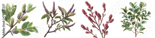 Salix purpurea  Hyperrealistic Highly Detailed Isolated On Transparent Background Png File photo