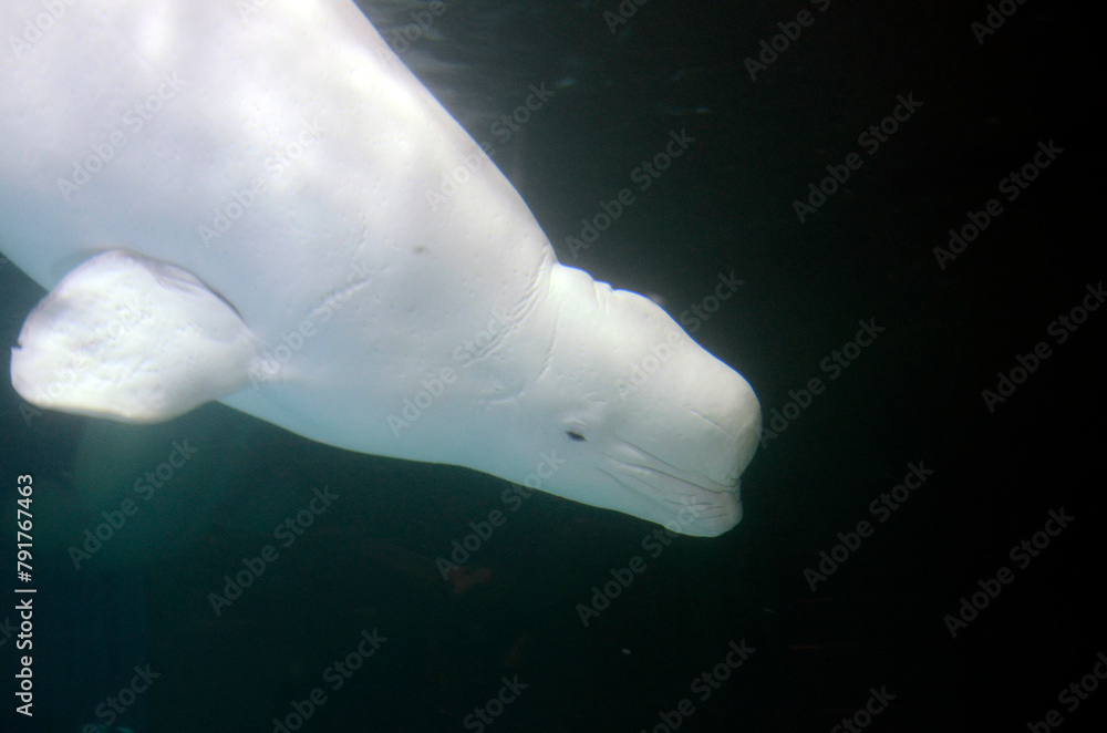 Fototapeta premium ベルーガ