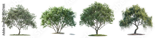 Salix Purpurea Nana trees Hyperrealistic Highly Detailed Isolated On Transparent Background Png File