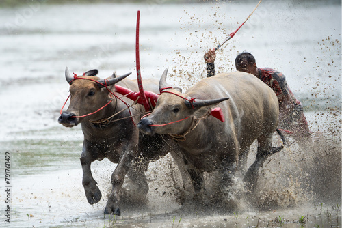 A buffalo is at a race track in Chonburi Province, Thailand photo