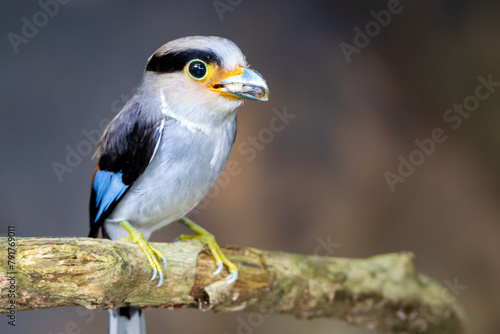 Silver-breasted Broad-billed Kingbird is holding food to feed its young photo