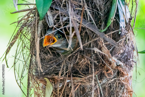 Silver-breasted Broad-billed Great Bird chicks open their mouths and wait for food from mother and father