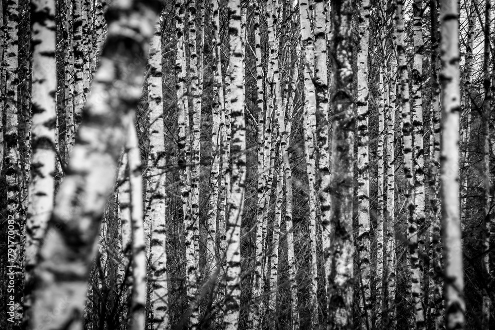 drzewa brzozy, kolor czarno-biały, las