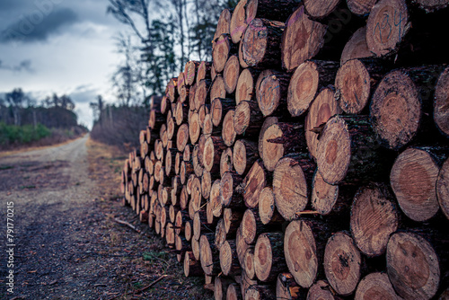 stos drewna w lesie, poukładany stos drewna przy drodze w lesie photo