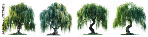 Jungle Weeping Bottle brush trees  Hyperrealistic Highly Detailed Isolated On Transparent Background Png File photo