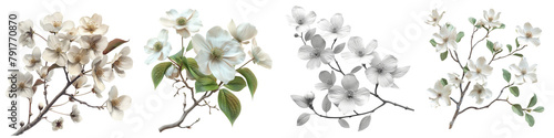 White dogwood   Hyperrealistic Highly Detailed Isolated On Transparent Background Png File