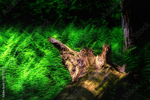 Late Spring almost into Summer at Letchworth State Park in NY.  The woodland floor is covered with ferns in this area of the Old Growth Forest.  Green ferns grow in the shade of tall trees.