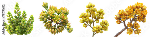 Yellow sedum  Hyperrealistic Highly Detailed Isolated On Transparent Background Png File photo