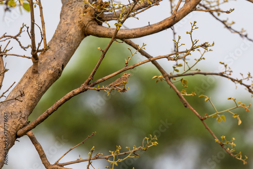 Jerdon's bush lark (Mirafra affinis) or Jerdon's lark at Ajodhya Hills, Purulia, West Bengal, India
