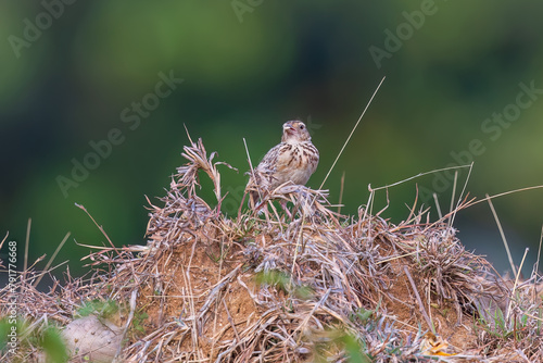 Jerdon's bush lark (Mirafra affinis) or Jerdon's lark at Ajodhya Hills, Purulia, West Bengal, India