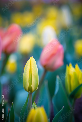 Spring flowers, tulips, with snow
