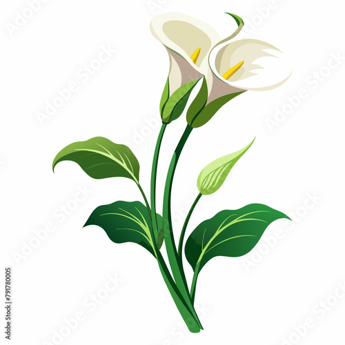 branch-of-beautiful-calla-lily-isolated-on-white-b