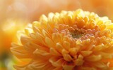 AI generated illustration of A Golden Chrysanthemum in Sunlight