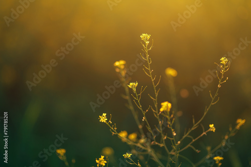 Canola crops in bloom, closeup of plant