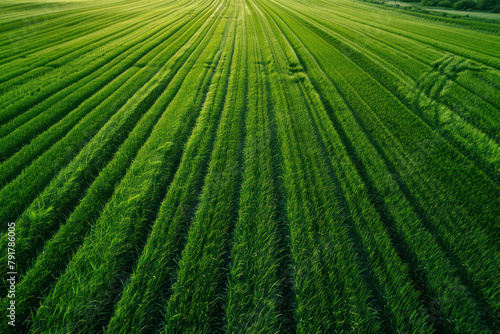 Farmers field. Green farmers field. shot from above, from drone.