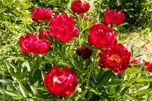 Herbaceous peonies Chervonnyj Oksamit in flowers. Red peony oscamite