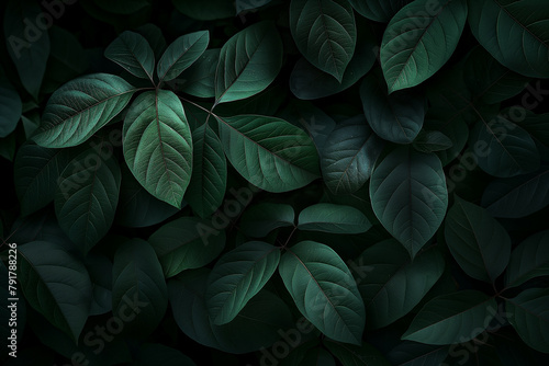 Wallpaper Mural Green Leaves Dark Background: Natural Plant Texture Torontodigital.ca