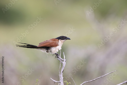Burchell's coucal (Centropus burchellii) is a species of cuckoo in the family Cuculidae. This photo was taken in South Africa. photo