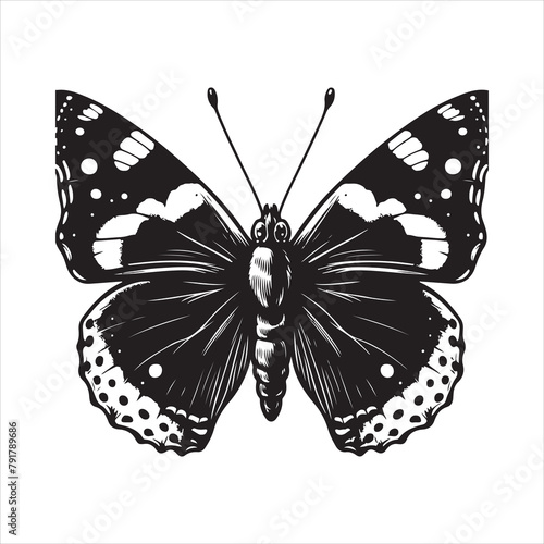 Admiral Butterfly vector