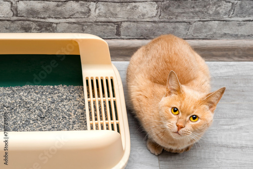 red cat sits near the cat litter. photo