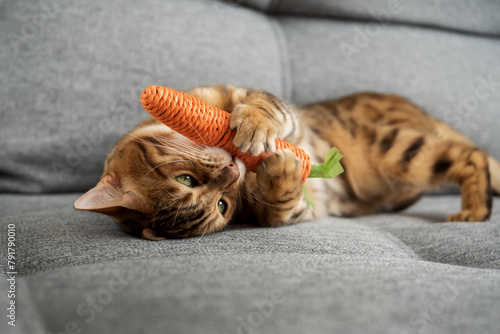 Bengal cat plays with a toy carrot on the sofa in the living room at home.