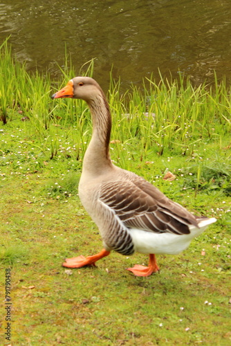 Graugans, Gans, Gänse photo