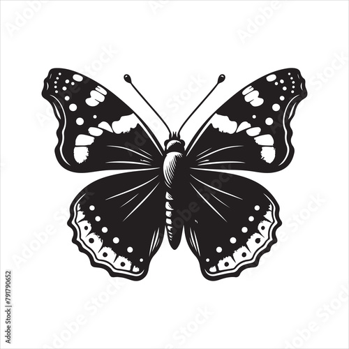Admiral Butterfly vector