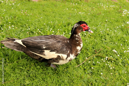 Warzenente, Moschusente, Ente, Cairina photo