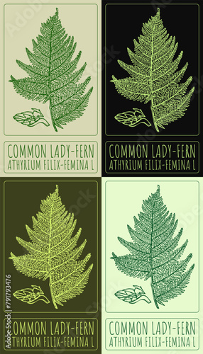 Set of vector drawing COMMON LADY-FERN in various colors. Hand drawn illustration. The Latin name is ATHYRIUM FILIX-FEMINA L.
 photo