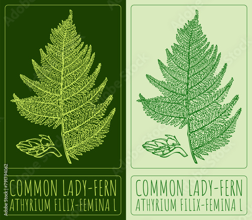 Vector drawing COMMON LADY-FERN. Hand drawn illustration. The Latin name is ATHYRIUM FILIX-FEMINA L.