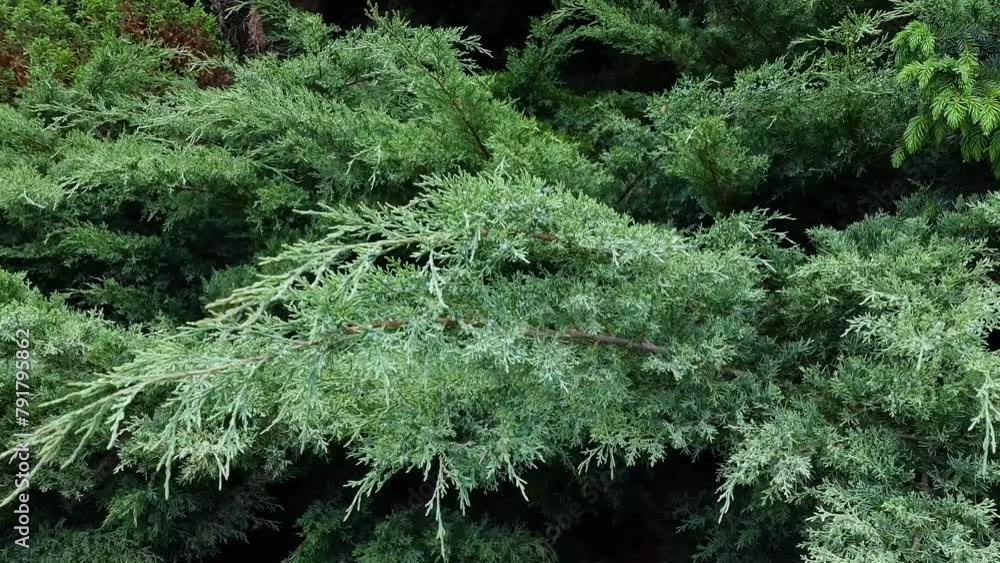 Branches of blue thuja sway in the wind Branches of blue thuja sway in the wind