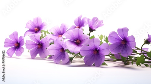 Purple Flowers on White Background  8K Photorealistic Image  